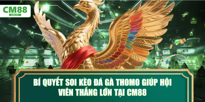 Bí quyết soi kèo Đá Gà Thomo giúp hội viên thắng lớn tại CM88