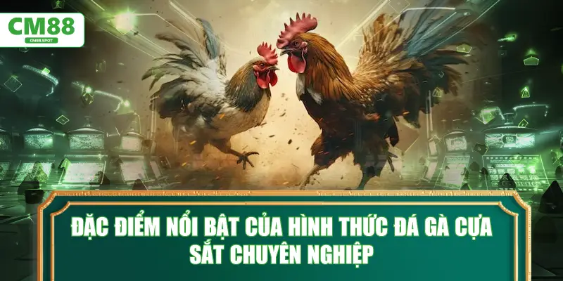 Đặc điểm nổi bật của hình thức đá gà cựa sắt chuyên nghiệp